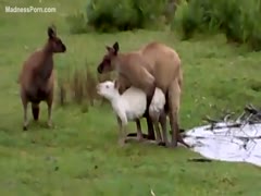 A sheep and a fucking hungry kangaroo are having sex.